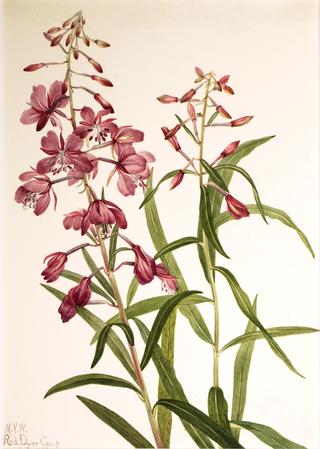 Fireweed (Epilobium angustifolium)