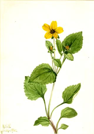 Golden Star (Chrysogonum virginianum)