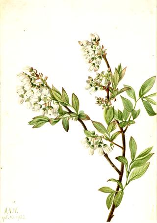 Highbush Blueberry (Vaccinium corymbosum)