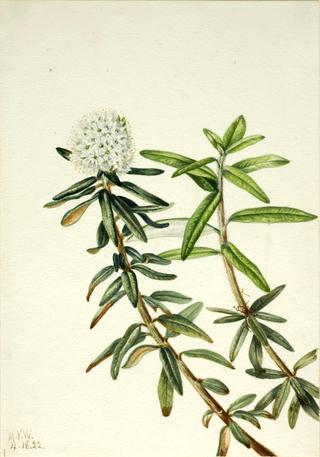 Labrador Tea (Ledum groenlandicum)