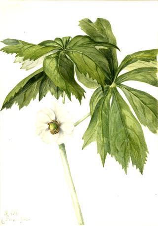 Mayapple (Podphyllum paltatum)