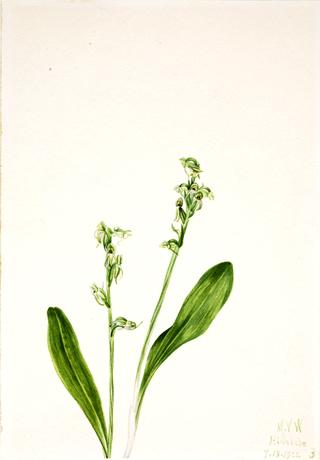 One-Leaf-Bog-Orchid (Habenaria obtusata)