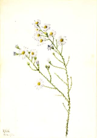 Pineland Aster (Aster squarrosus)