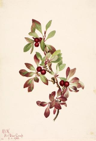 Ptarmiganberry (Arctous alpina)