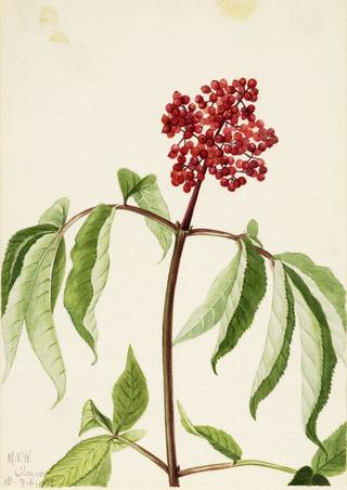 Scarlet Elder (Sambucus pubens)