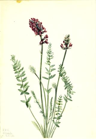 Showy Oxytrope (Oxytropis splendens)