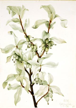 Silverberry (Elaeagnus commutata)