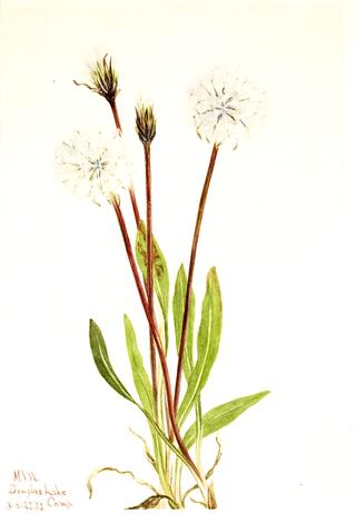 Slender Agoseris (Agoseris gracilens)