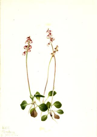 Small Pyrola (Pyrola minor)