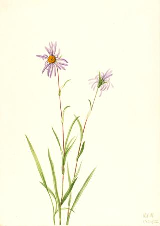 Swamp Aster (Aster paludosus)