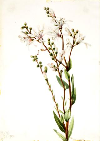 Tarflower (Befaria racemosa)