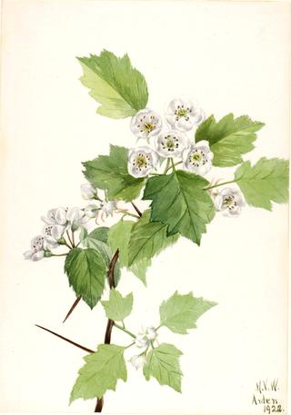 Thicket Hawthorn (Crataegus coccinea)