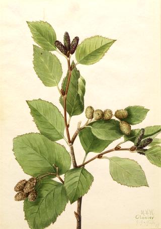 Western Green Alder (Alnus sinuata)