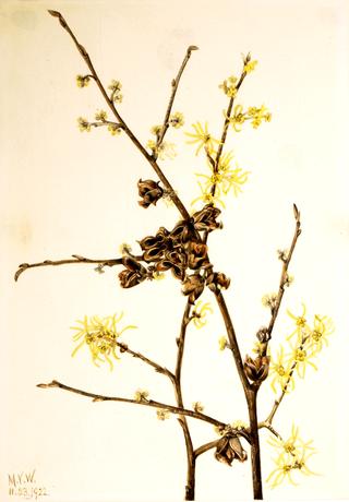 Witch Hazel (Hamamelis virginiana)