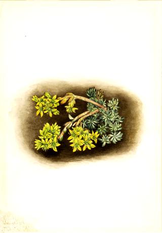 Yellow Stonecrop (Sedum stenopetalum)