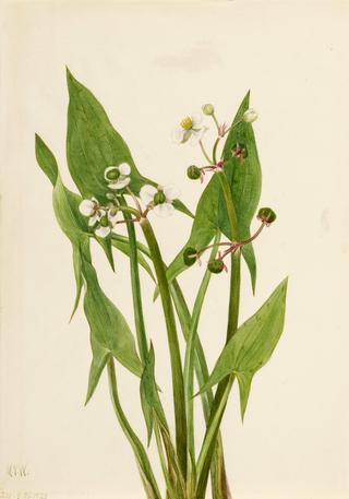 Arum Arrowhead (Sagittaria cuneata)