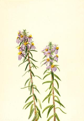 Aster (Aster hirariifolius)