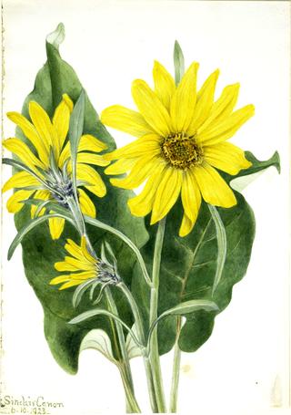 Balsamroot (Balsamorhiza sagittata)