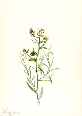 Bastard Toadflax (Comandra pallida)