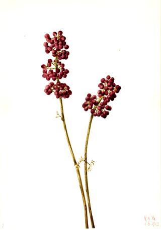 Beauty Berry (Callicarpa americana)