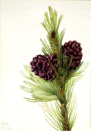 Whitebark Pine (Pinus albicaulis)