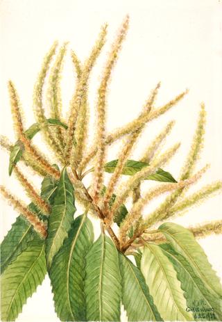 American Chestnut (Castanea dentata)