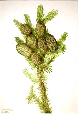 Balsam Fir (Albies fraseri)