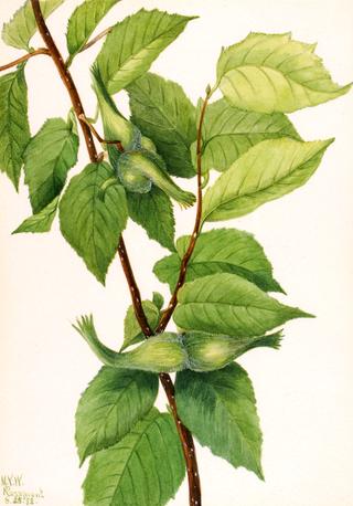 Beaked Hazelnut (Corylus rostrata)