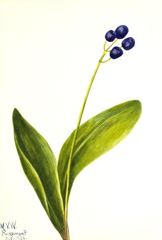 Blue Bead (Clintonia borealis)