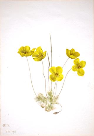 Desert Poppy (Eschscholtzia glyptosperma)