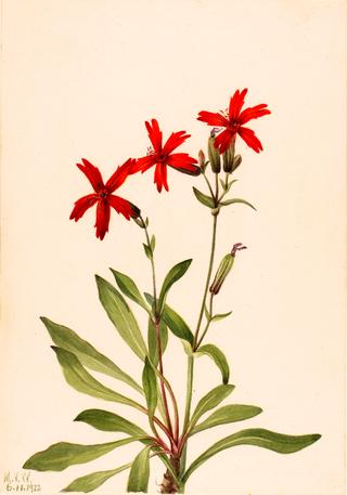 Fire Pink (Silene virginica)