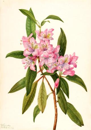 Rose-Bay Rhododendron (Rhododendron carolinianum)