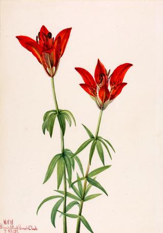 Wood Lily (Lilium philadelphicum)