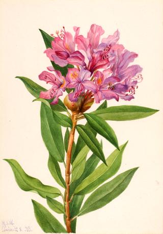 California Rose-Bay (Rhododendron californicum)