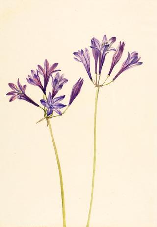 Grass Nut (Brodiaea laxa)