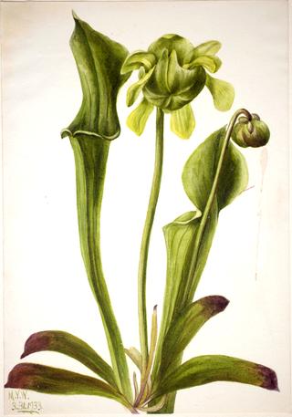 Green Pitcherplant (Sarracenia orephila)