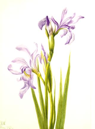 Western Blue Flag (Iris missouriensis)