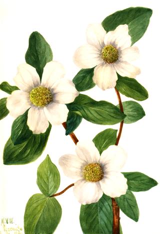 Pacific Dogwood (Cornus nuttallii)