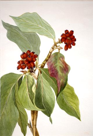 Pacific Dogwood (Cornus nuttallii)