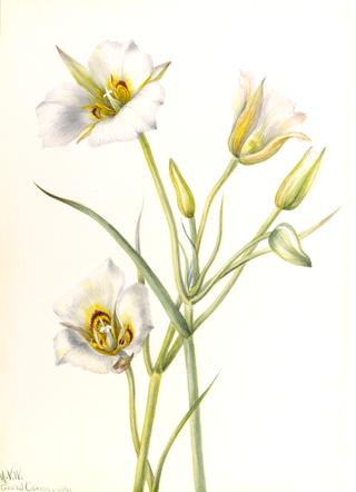 Sego Lily (Calochortus nuttallii)