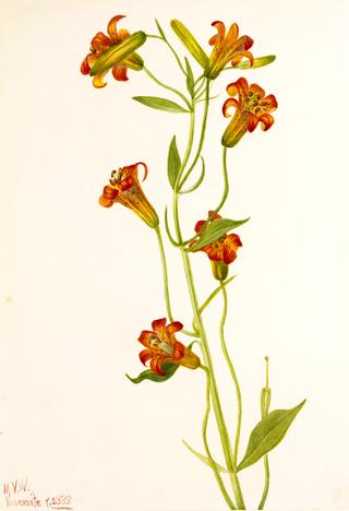 Small Tiger Lily (Lilium parvum)