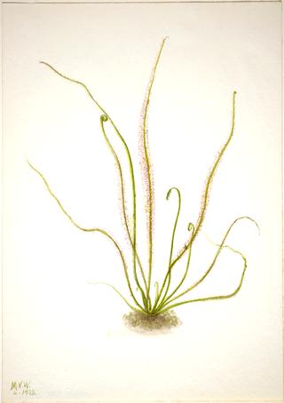 Thread Leaf Sundew (Drosera rotundifolia)