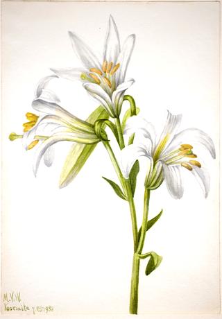 Washington Lily (Lilium washingtonianum)