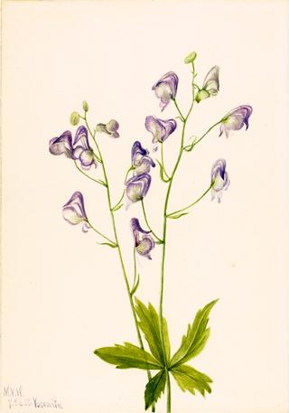 Western Monkshood (Aconitum columbianum)