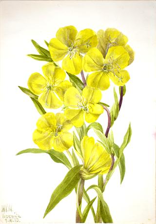 Evening Primrose (Oenothera)