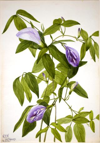 Butterfly Pea (Clitoria mariana)