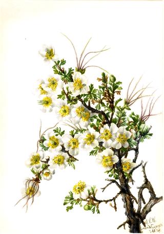 Cliffrose (Cowania stanshuriana)