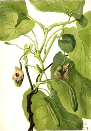 Dutchman's Pipe