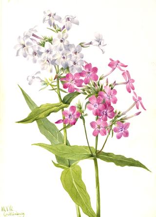 Perennial Phlox (Phlox paniculata)