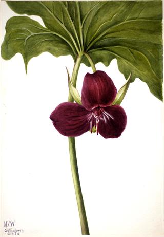 Sweet Trillium (Trillium vasyi)